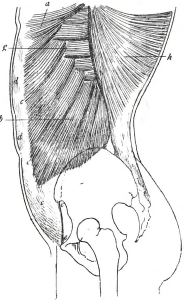 Den Yttre Sneda Muskeln Topografisk Anatomi — Stockfoto