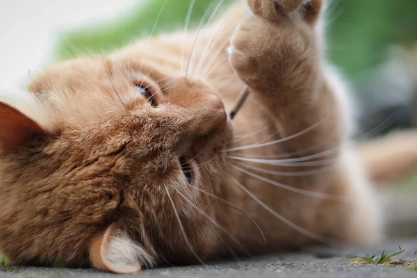 Primer Plano Enfoque Selectivo Tiro Jugar Jengibre Lindo Gatito —  Fotos de Stock