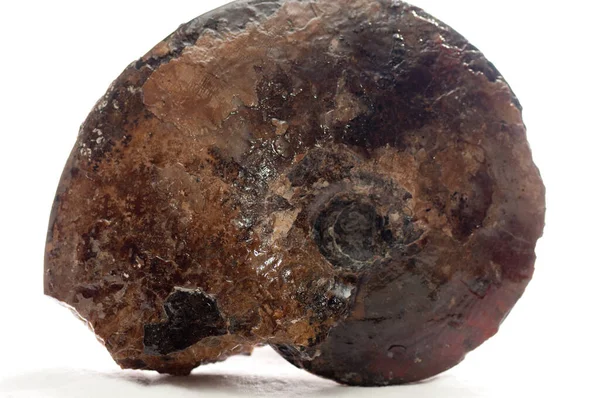 Buntes Ammoniten Kristall Muschelfossil Sedimentgestein — Stockfoto