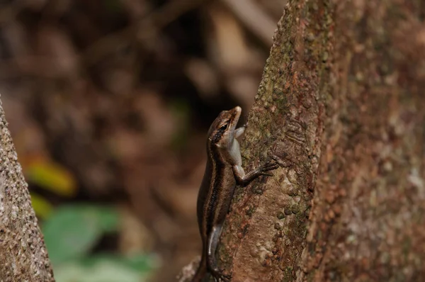 Closeup Shot Brown Lizard Sitting Calmly Tree — Stock Photo, Image