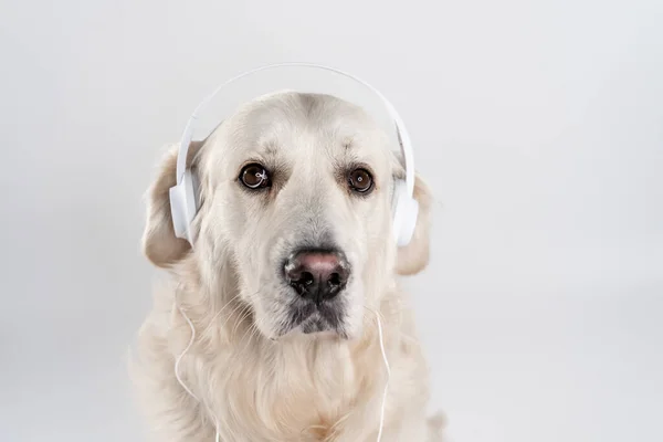 Retrato Adorável White Golden Retriever Com Whheadphones Contra Fundo Cinza — Fotografia de Stock