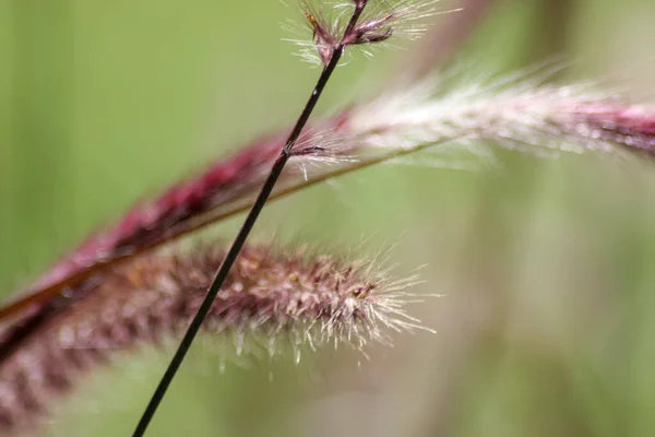 Gros Plan Carex — Photo