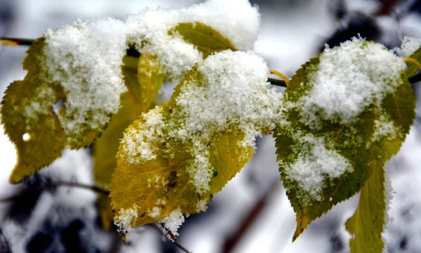 Ein Schöner Schuss Von Schneebedeckten Blättern Auf Einem Zweig — Stockfoto