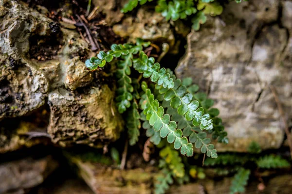 Enfoque Selectivo Planta Ceterach Asplenio Verde — Foto de Stock