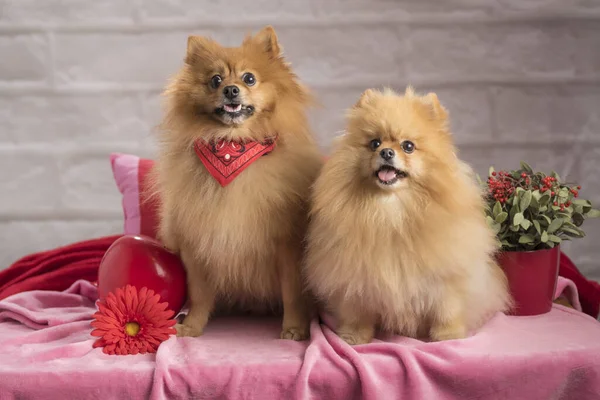 Spitz Grappige Puppies Met Mand Stockfoto Rechtenvrije Foto Door C Fotojagodka