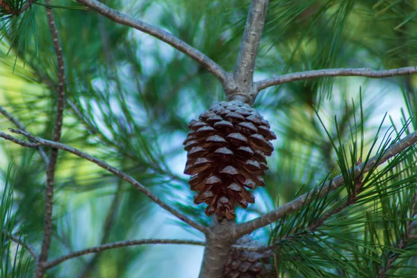 Selective Focus Shot Pine Cone Hanging Tree Branch — Stock Photo, Image