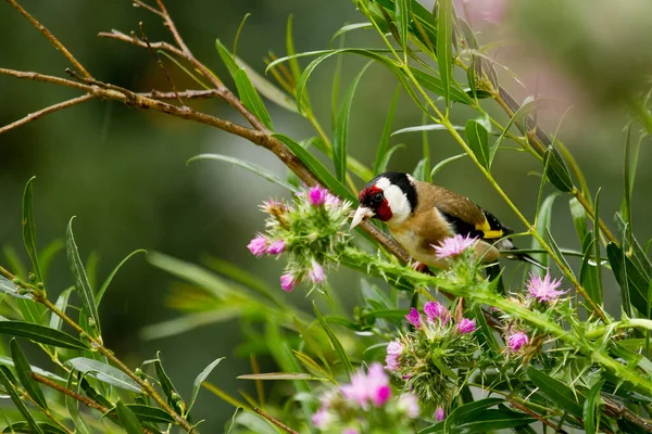 Tiro Close Goldfinch Europeu Empoleirado Galho Árvore Cercado Por Flores — Fotografia de Stock