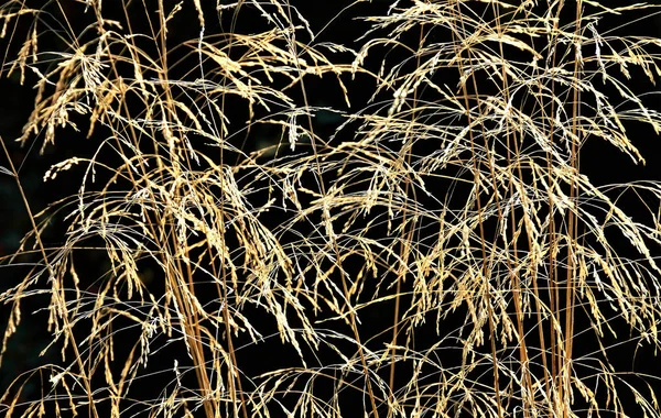 暗い背景に乾燥した草の塊 — ストック写真