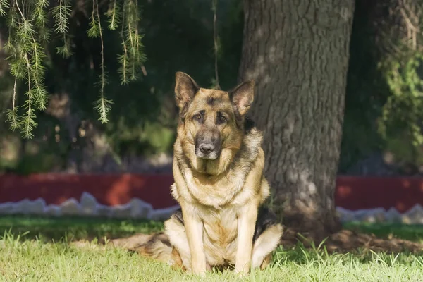 German Shepherd Garden — Stock Photo, Image