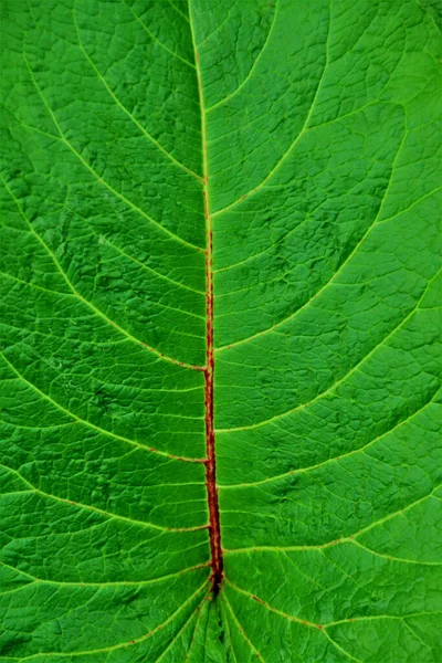 Вертикальный Снимок Зеленого Листа Текстуры Обоев Фона — стоковое фото