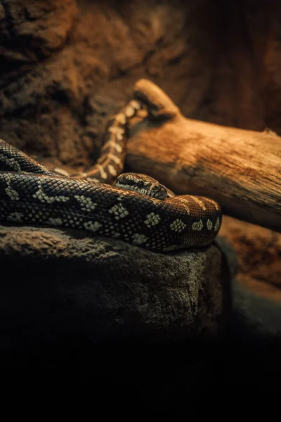 Close Vertical Uma Cobra Zoológico — Fotografia de Stock