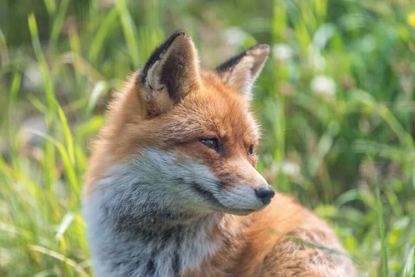 Focus Selettivo Sot Una Volpe Natura — Foto Stock