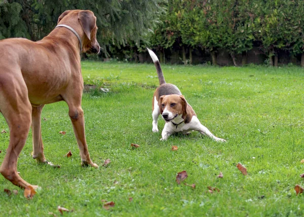 Bahçedeki Köpeklere Özenli Bir Yaklaşım — Stok fotoğraf