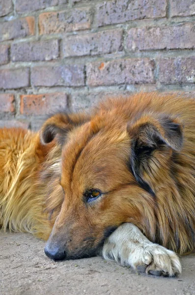 Eine Selektive Fokusaufnahme Eines Hundes Der Auf Dem Bürgersteig Ruht — Stockfoto