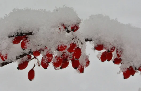 Rosehip Cluster Red Berries Covered Snow — Stock Photo, Image