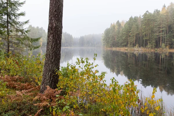 Чудове Спокійне Туманне Озеро Оточенні Осінніх Дерев Національному Парку Карула — стокове фото