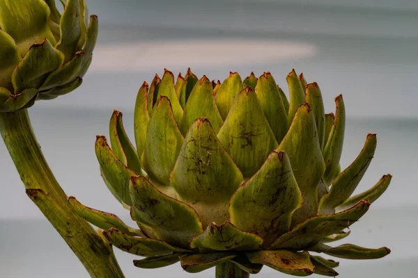 Shallow Focus Shot Artichokes Cynara Cardunculus — Stock Photo, Image