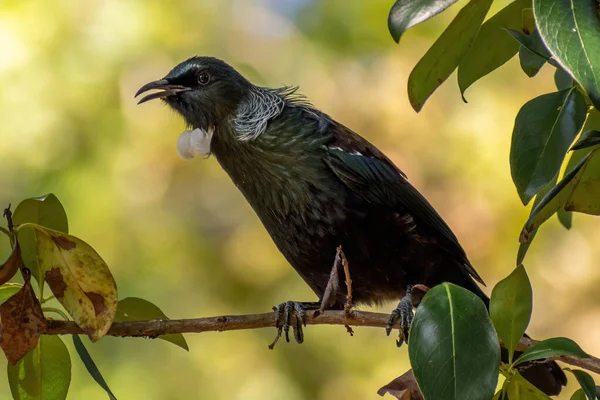 Blick Auf Den Neuseeländischen Tui Vogel Auf Einem Ast — Stockfoto