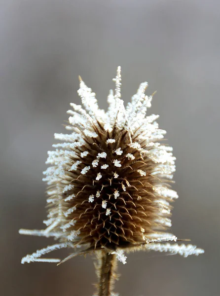 Крупним Планом Постріл Замороженої Квітки Будяка — стокове фото