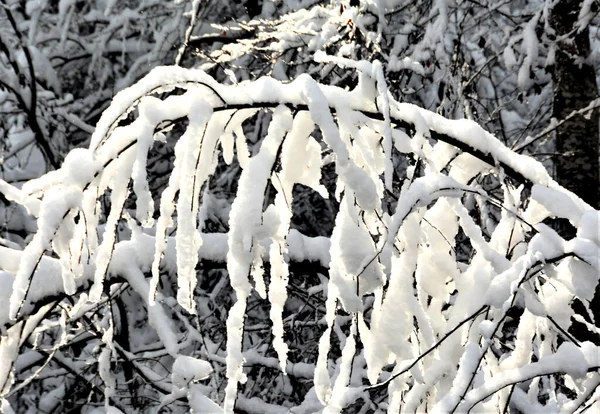 雪地覆盖的树枝的选择性焦点拍摄 — 图库照片
