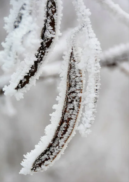 Frozen Offshoot Fog Winter — Stock Photo, Image