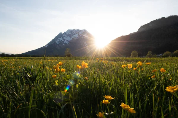 Campo Grama Verde Com Flores Amarelas Nascer Sol — Fotografia de Stock