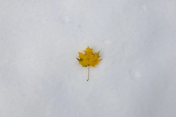 Closeup Shot Yellow Maple Leaf Snow — Stock Photo, Image