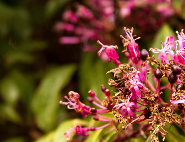 Pembe Bir Çiçekte Polen Toplayan Bir Arının Seçici Odak Noktası — Stok fotoğraf
