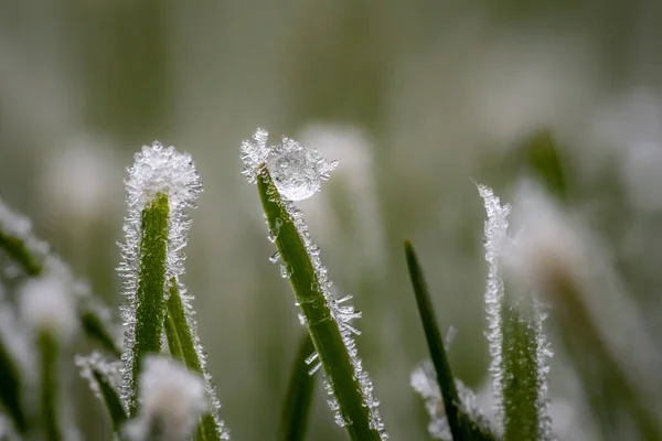 Селективный Фокус Снимок Замерзшей Травы — стоковое фото
