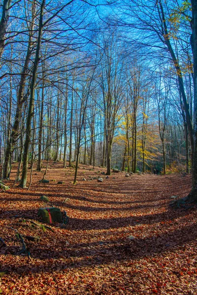 Plan Vertical Parc Naturel Montseny Espagne — Photo