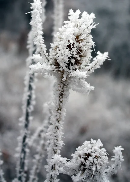 Frozen Offshoot Fog Winter — Stock Photo, Image