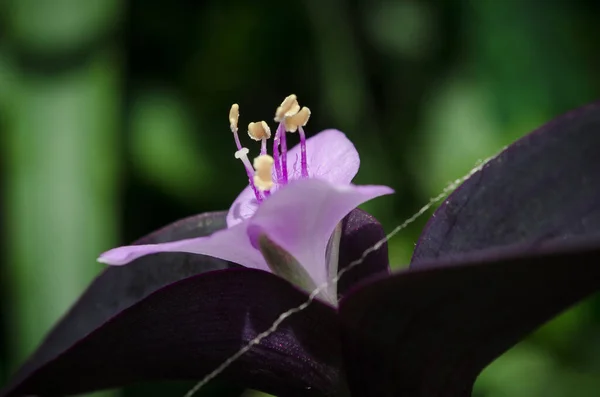 Una Flor Lila Con Estambres Amarillo Atravesada Por Una Telaraña — Foto de Stock