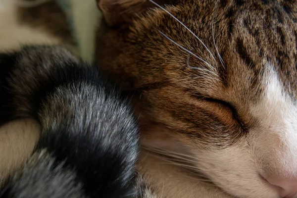 Gros Plan Chat Mignon Aux Yeux Fermés — Photo