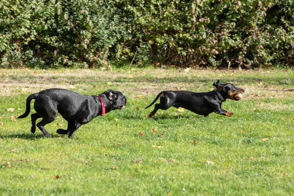 Primer Plano Bulldog Francés Negro Salchicha Con Una Pelota Corriendo —  Fotos de Stock