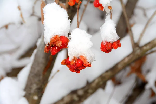 Een Tak Met Sorbus Aucuparia Fruit Bedekt Met Sneeuw — Stockfoto