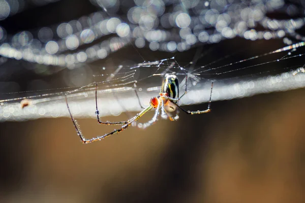 Uma Foto Macro Uma Aranha Construir Sua Teia — Fotografia de Stock