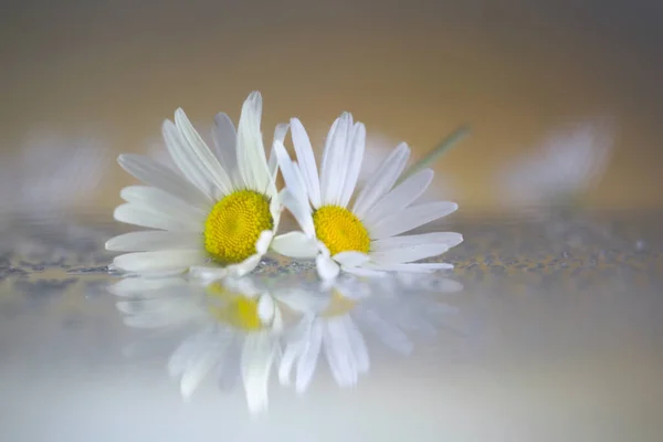 Tiro Close Flores Margarida Refletindo Uma Superfície Vidro — Fotografia de Stock