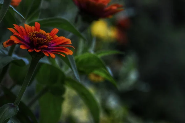 Beautiful Shot Orange Flowers Corner Photo Blurry Background — Stock Photo, Image