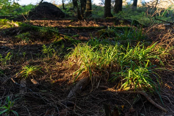 Een Close Shot Van Noordelijke Hardhout Woud — Stockfoto