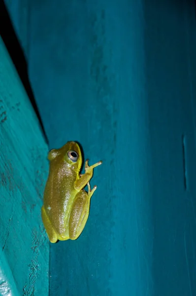 Вертикальный Снимок Зеленой Лягушки Глаза Смотрят Боком Сидят Голубой Поверхности — стоковое фото