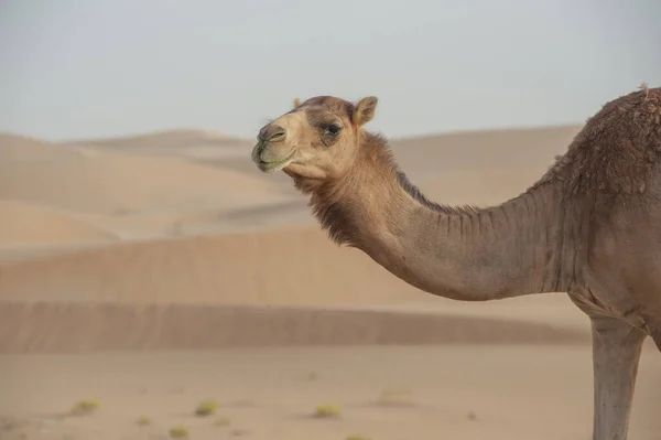 Een Selectieve Focusshot Van Een Kameel Woestijn — Stockfoto