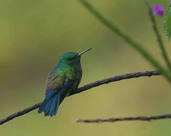 Selective Focus Shot Cute Steely Vented Hummingbird Perched Twig — Stock Photo, Image