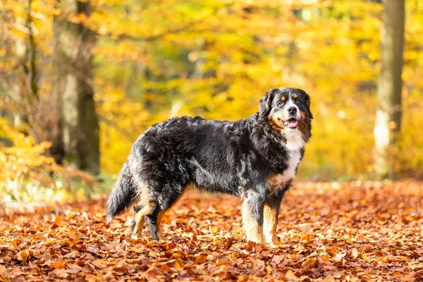 秋の太陽の下で公園内にある愛らしいバーネス山の犬の肖像画 — ストック写真