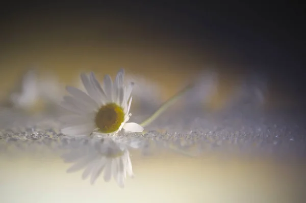 Närbild Bild Bild Tusensköna Blommor Reflekterar Glasyta — Stockfoto