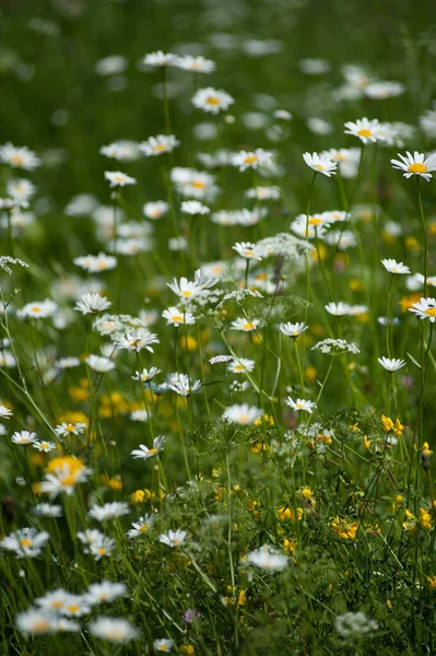 Colpo Verticale Margherite Giardino Con Altri Fiori Messa Fuoco Selettiva — Foto Stock