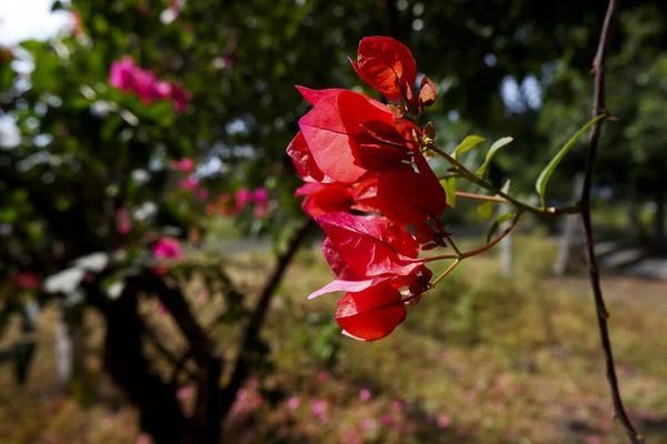 Close Bougainvillea — Fotografia de Stock