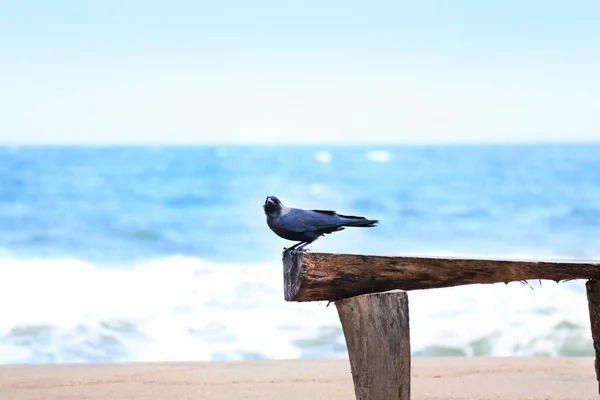 Spy Crow Seduto Cima Alla Sedia Legno Spiaggia — Foto Stock