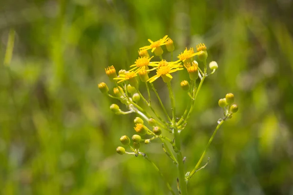 Las Flores Amarillas Silvestres Cades Cove Park Dentro Sección Tennessee —  Fotos de Stock