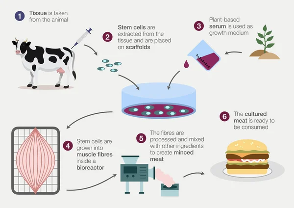 Infografía Que Explica Proceso Producción Carne Artificial Sin Matar Animales — Foto de Stock