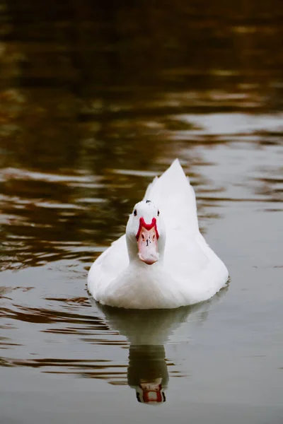 Eine Vertikale Aufnahme Einer Weißen Ente Die Einem See Schwimmt — Stockfoto